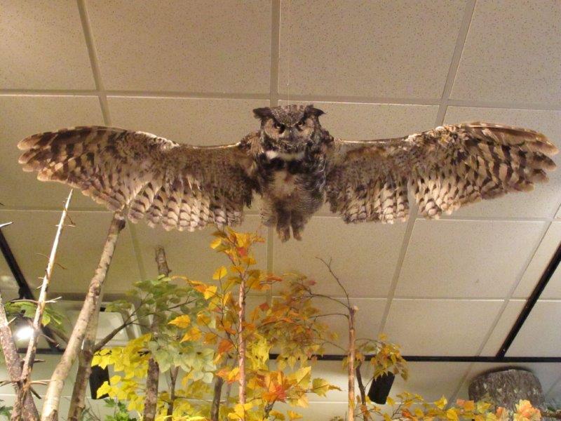 Great horned owl