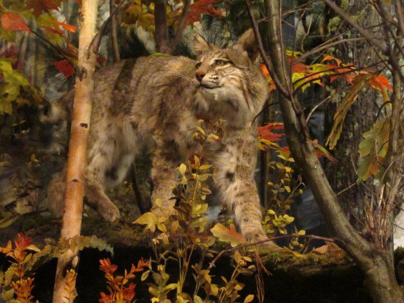 Lynx