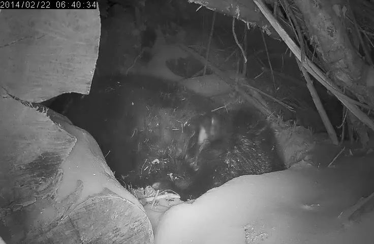 Female cub - February 22, 2014