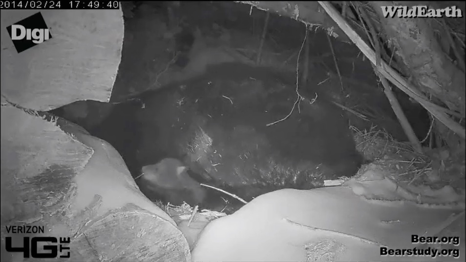 Juliet's cub - January 24, 2014