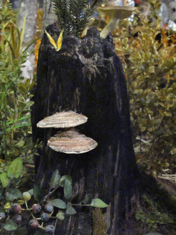 Shelf fungi, sulfer butterfly and blueberries