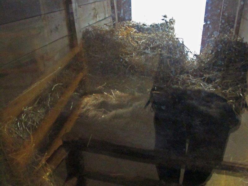 Honey asleep in the window den