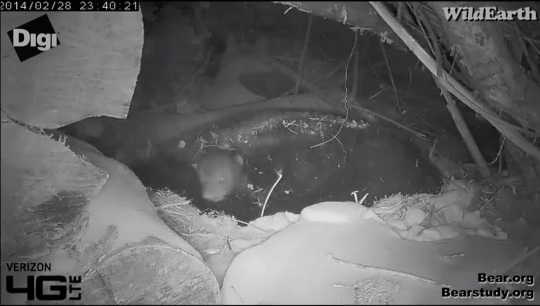 Juliet's cub comes out for air - Feb. 28, 2014