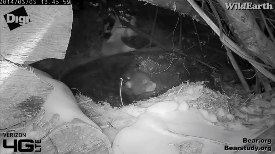 Juliet's cub - March 3, 2014