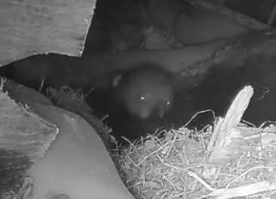 Eye shine in cub - March 5, 2014