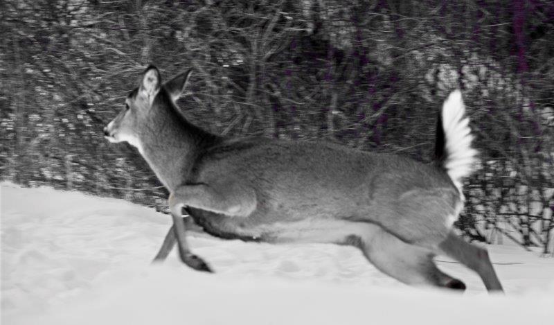 Deer running