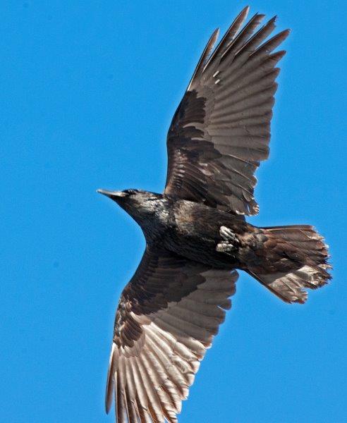Raven flying overhead
