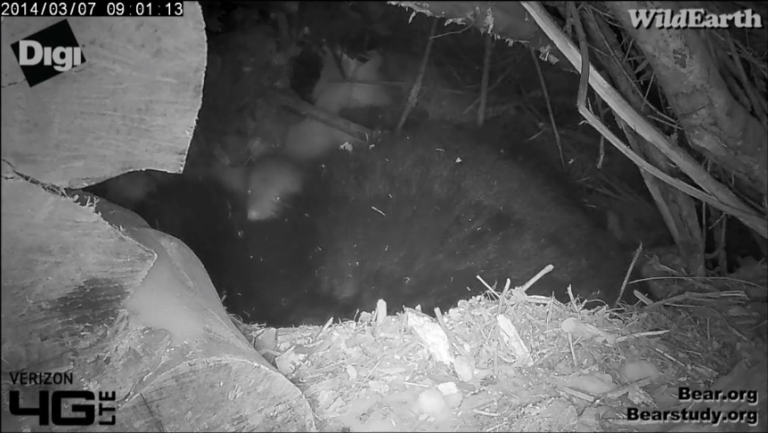 Juliet's cub - March 7, 2014