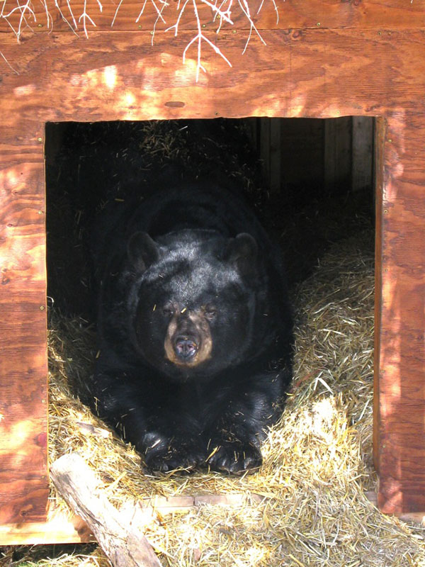 Ted in his den
