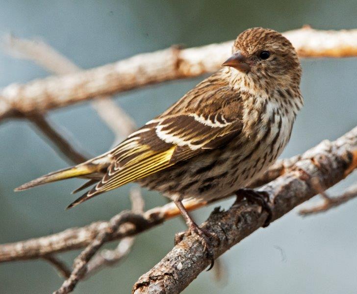 Pine siskin