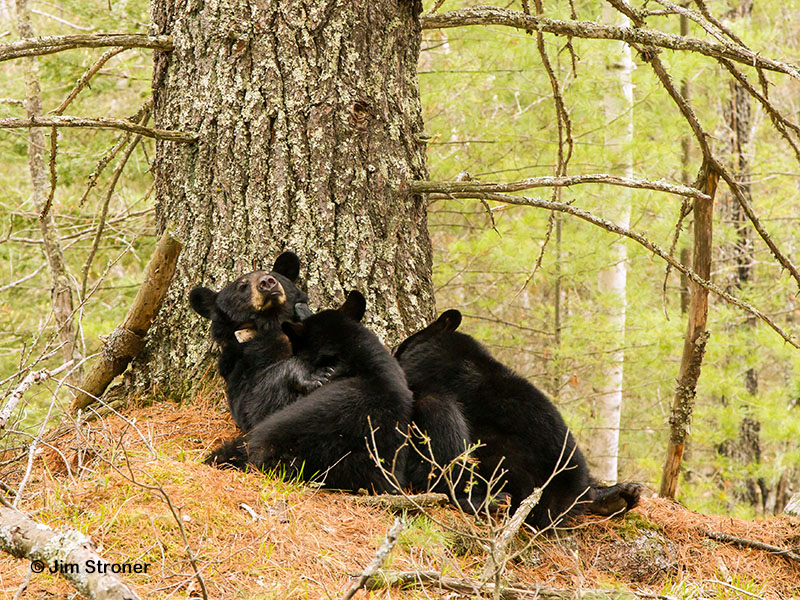 Jewel nursing Fern and Herbie - May 25, 2013