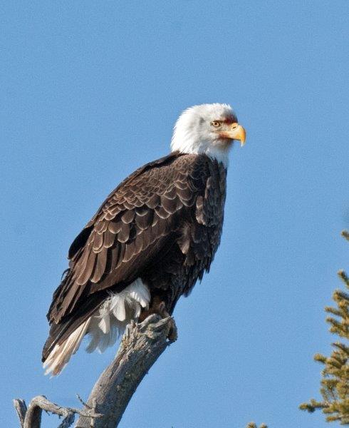 Bald Eagle