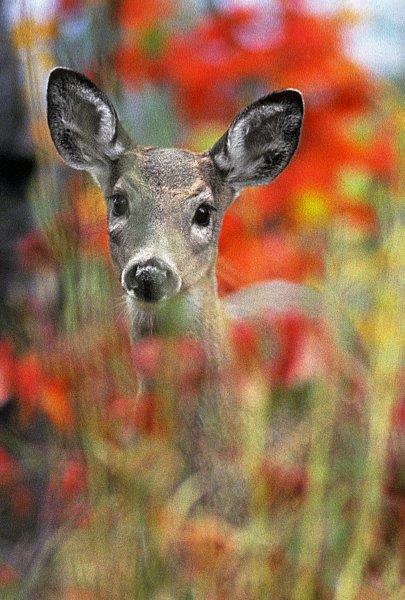 Fawn - WRI file photo