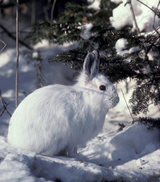 Smithsonian Cover - WRI file photo