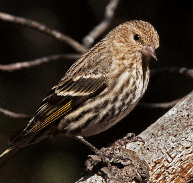 Pine Siskin