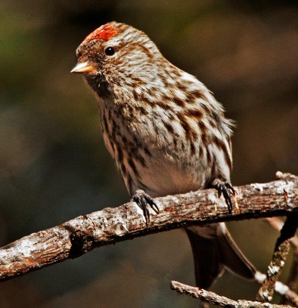 Redpoll