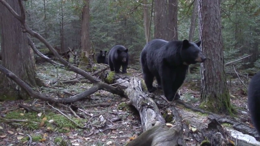 June and her cubs