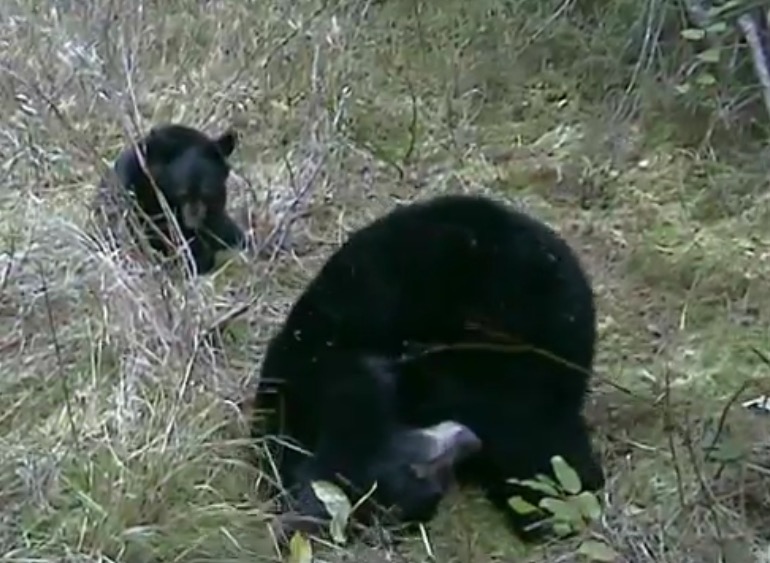 June and Pete play fight - 09-26-2005