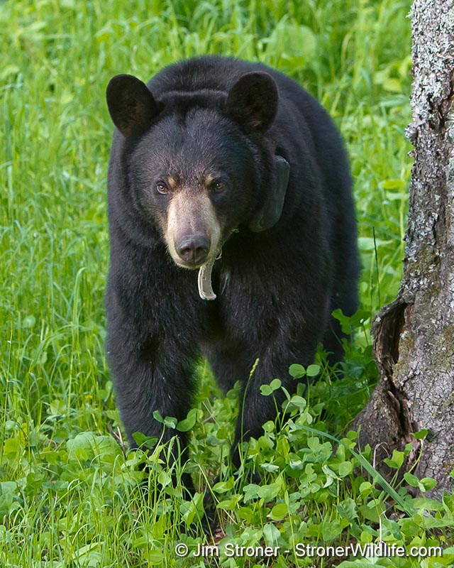 Lily - June 11, 2011