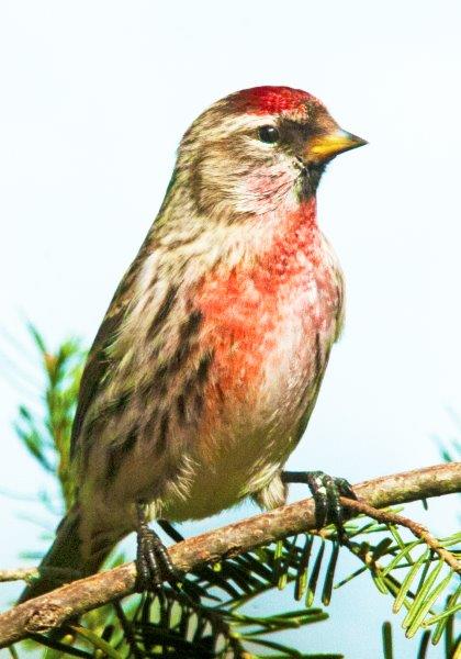 Common Redpoll