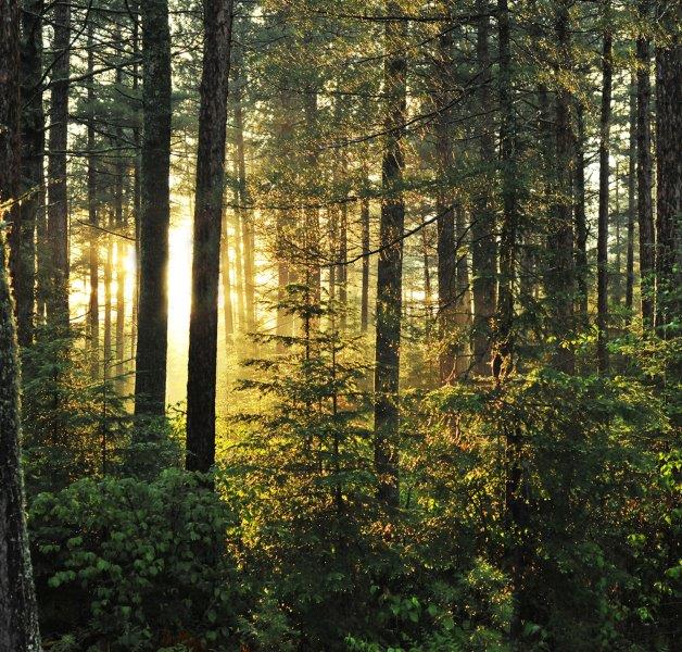 Forest after the rain - 2012