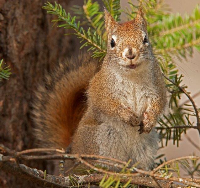 Red Squirrel