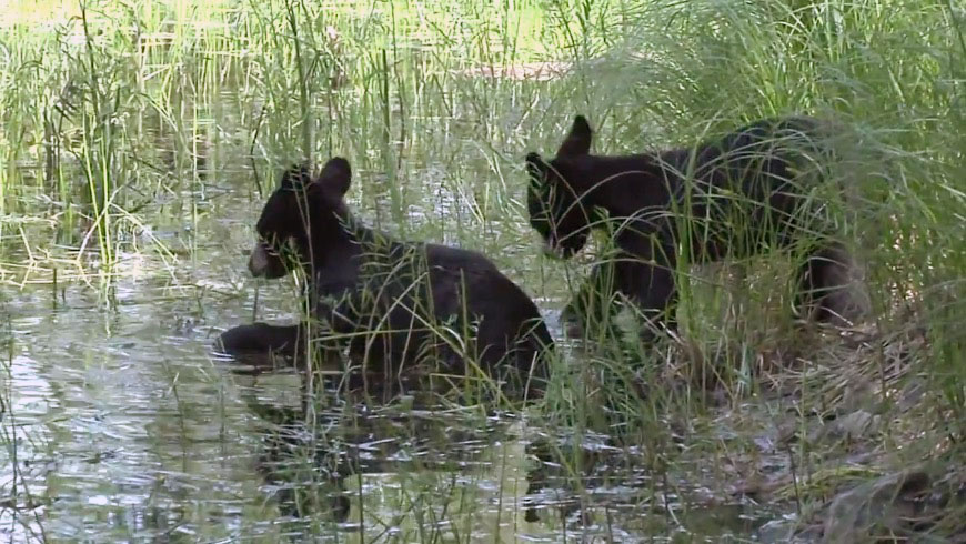 Cubs eating Water Parsnips - 07-20-2009