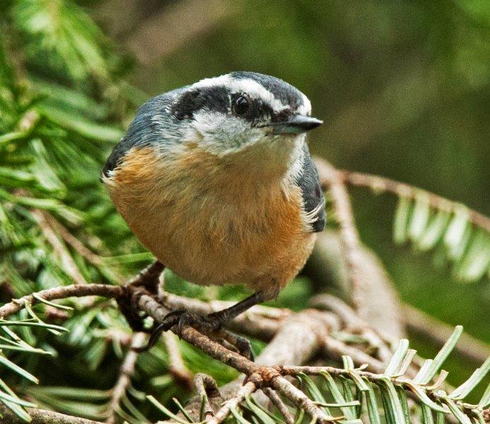 Female Red-breasted Nuthatch - 4-9-15