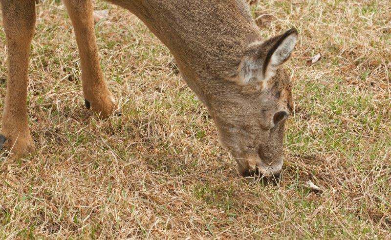 Deer eating grass