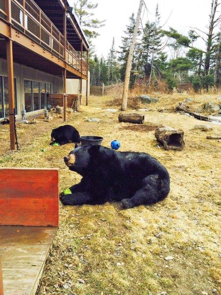 Ted and Holly eat lettuce