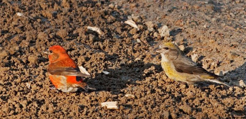 Red Crossbill pair
