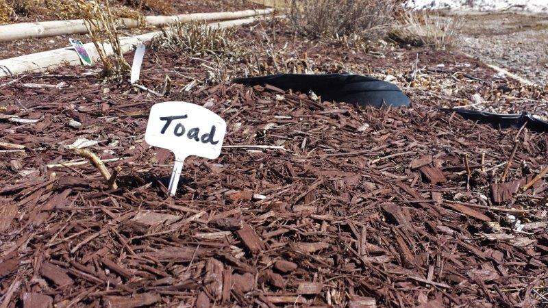 Sign marking toad