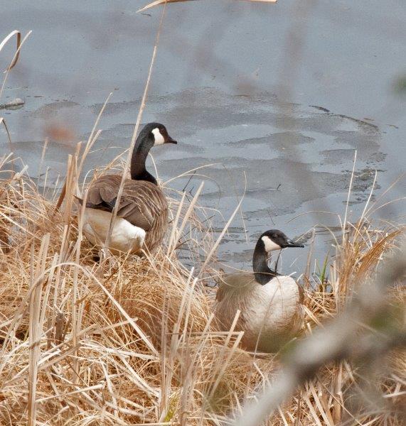 Canada Geese