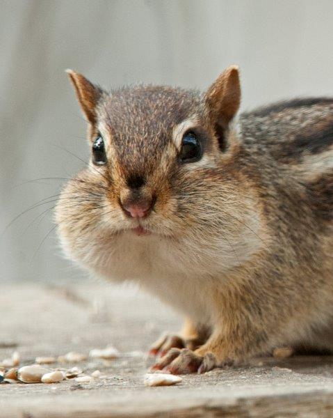 Eastern Chipmunk