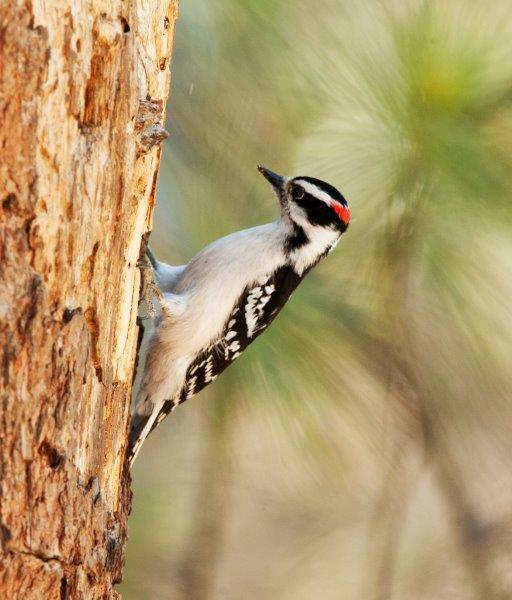 Downy Woodpecker