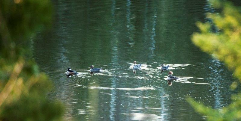 Male Hooded Merganser being followed by 4 female