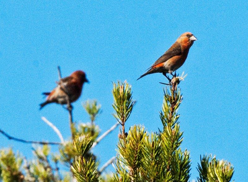 Red Crossbills on Red Pine