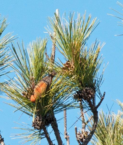 Red Crossbill eating seeds from red pine