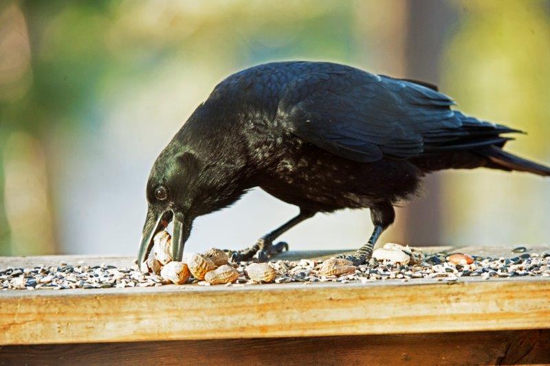 Crow with peanuts to himself