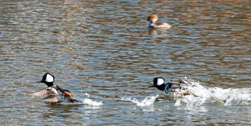 Hooded Merganser chases male
