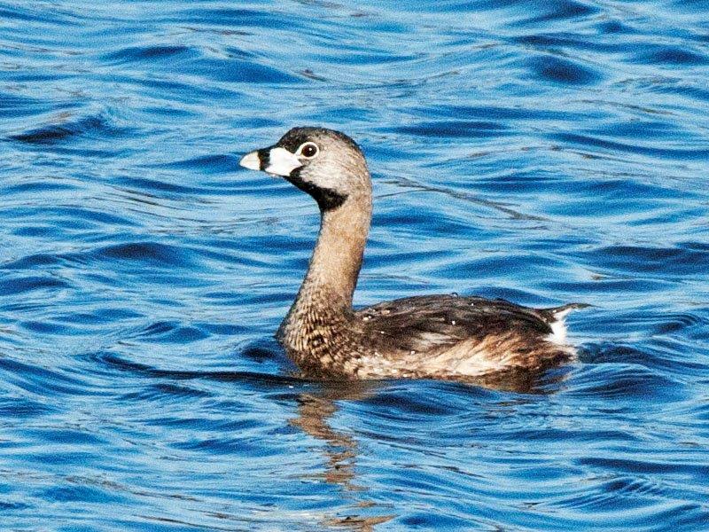 Pied-billed Grebe in breeding plumage