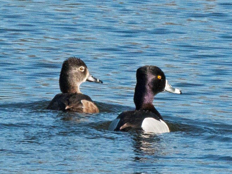 Ring Necked Duck Pair