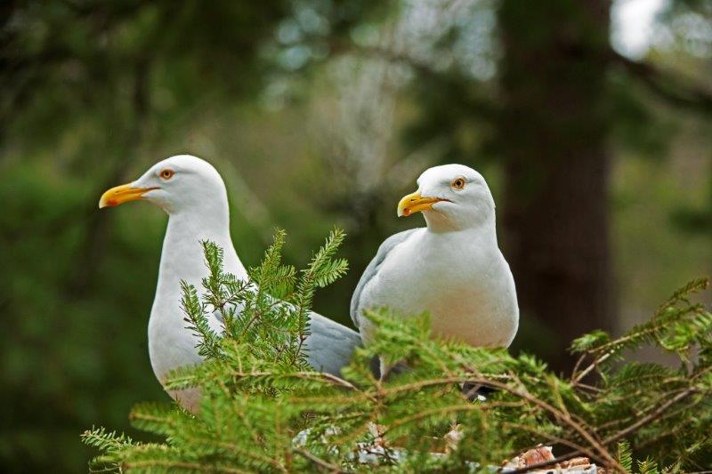 Herring Gull pair