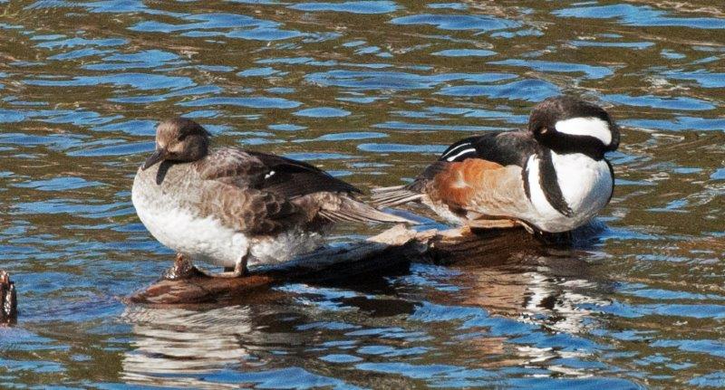 Hooded Merganser pair