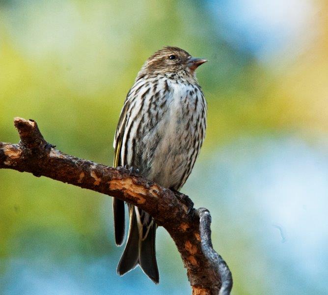 Pine Siskin