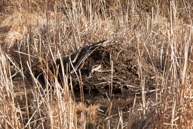 Beaver Lodge
