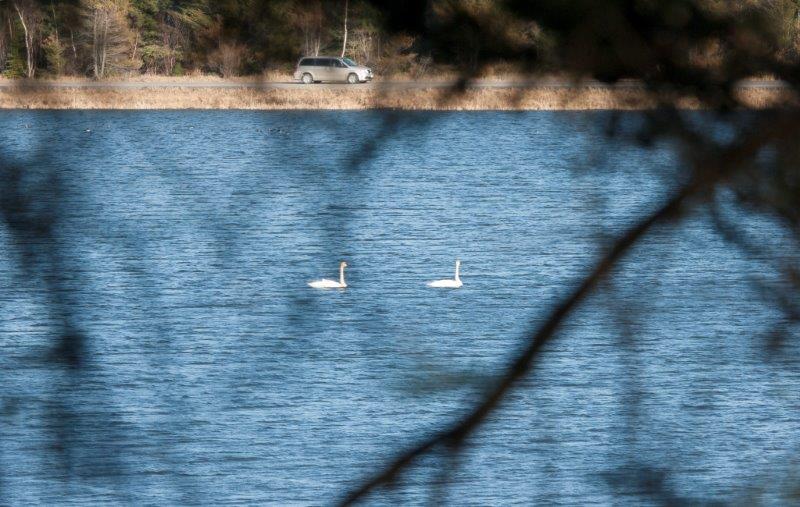 Trumpeter Swans