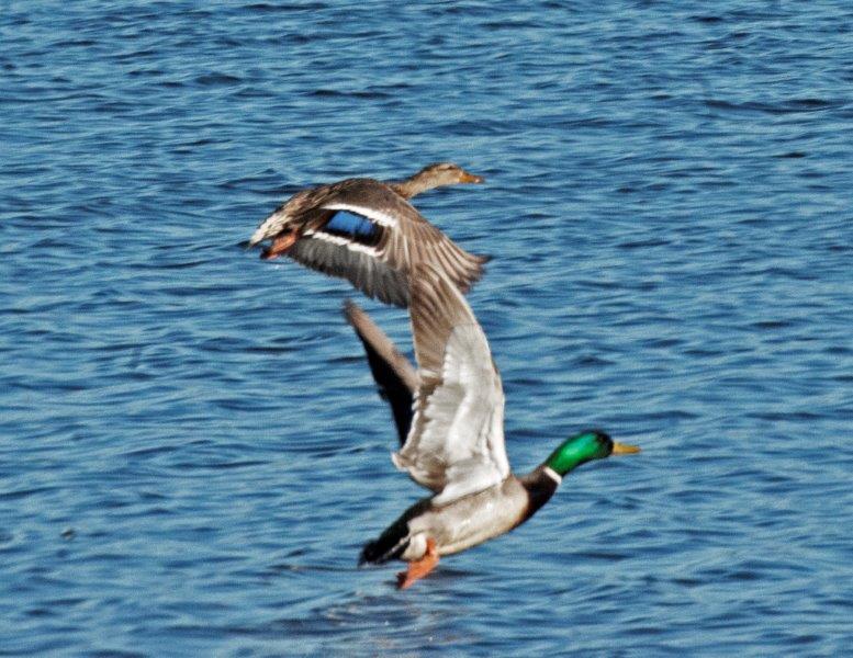 Mallard Pair Flying
