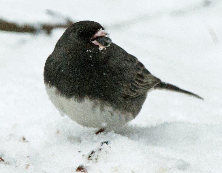 Dark-eyed Junco