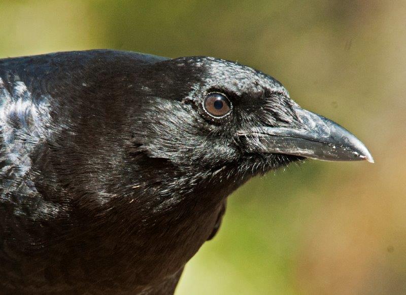 Crow looking at Lynn
